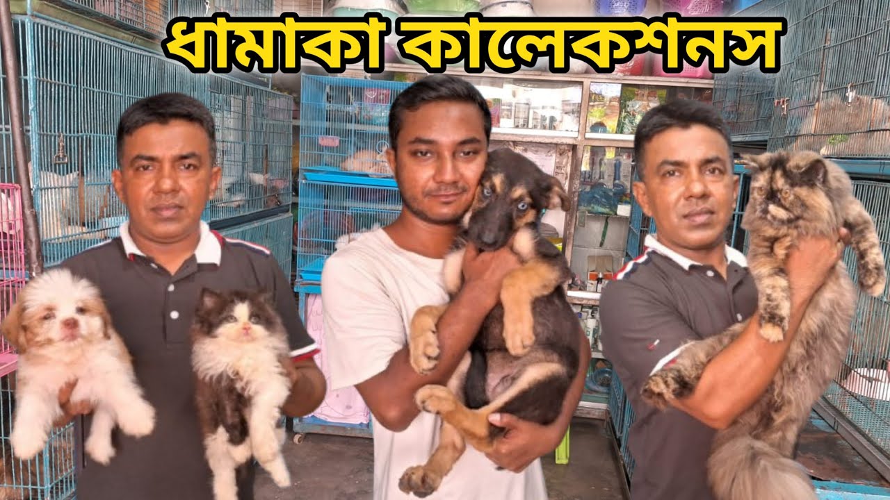 German Shepherd puppy price katabon | Persian cat price katabon | Dog and cat price in katabon 2024