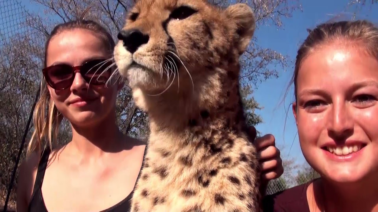 Volunteering with Big Cats at Ukutula, South Africa | 2017