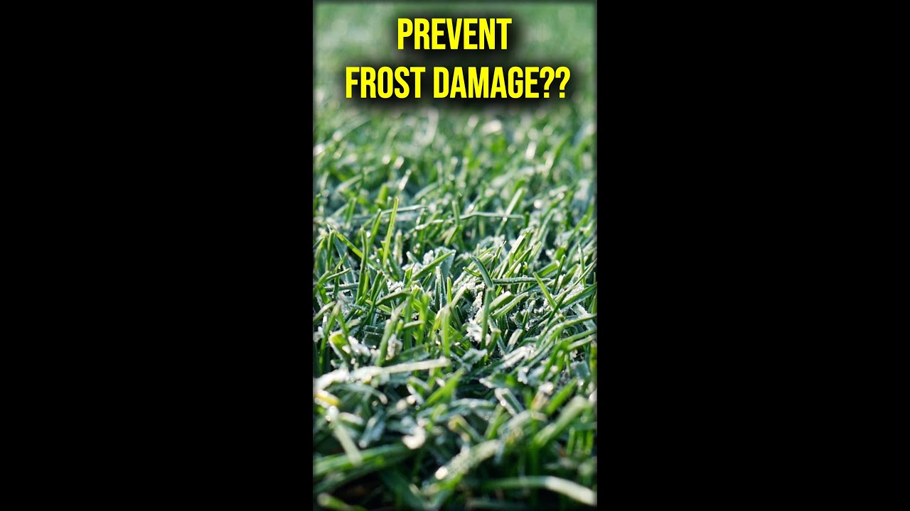 Can You PREVENT Frost Damage On Your Lawn??