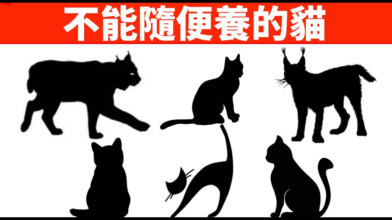 養了就牢底坐穿的8種貓，最後一種最有“判”頭！【初識貓咪EP37】