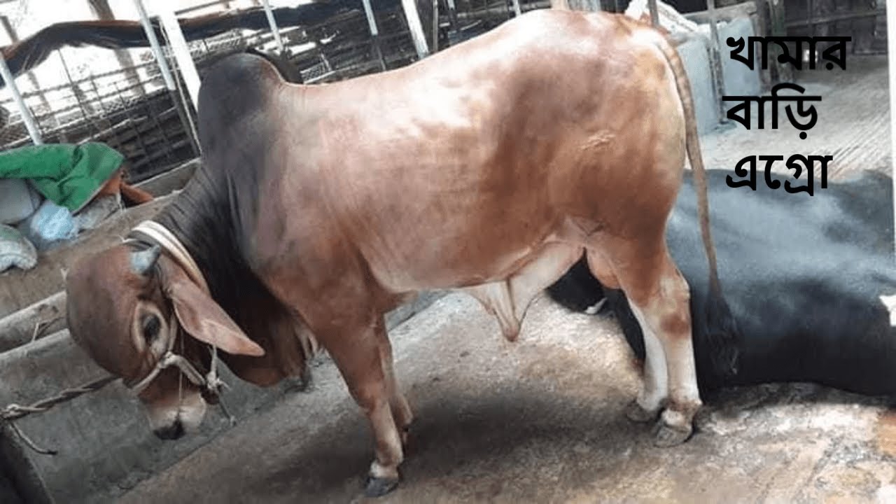 Cattle Farming || Beautiful Bulls || Cow Farm in Bangladesh || Khamar Bari Agro
