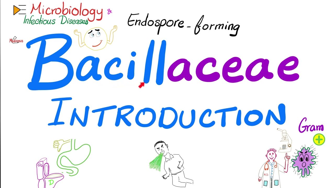 Introduction to Bacillaceae (Bacillus anthracis and Bacillus cereus) | Microbiology 🧫
