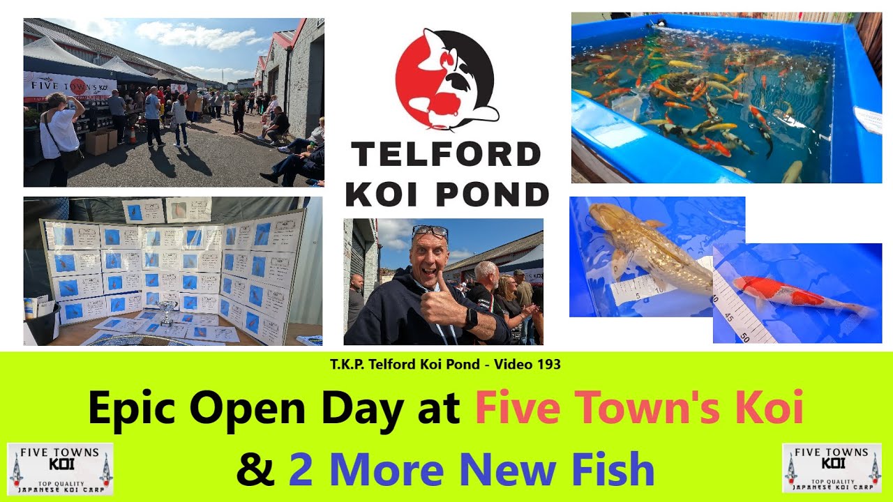 T.K.P.  Telford Koi Pond - Video 193 - Epic Open Day at Five Town's Koi & 2 More New Fish #koi