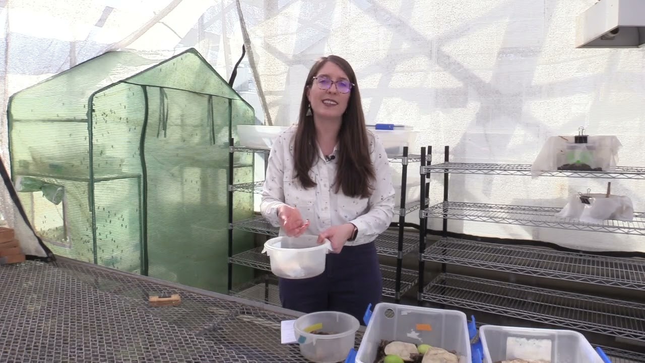 Composting with Black Soldier Fly