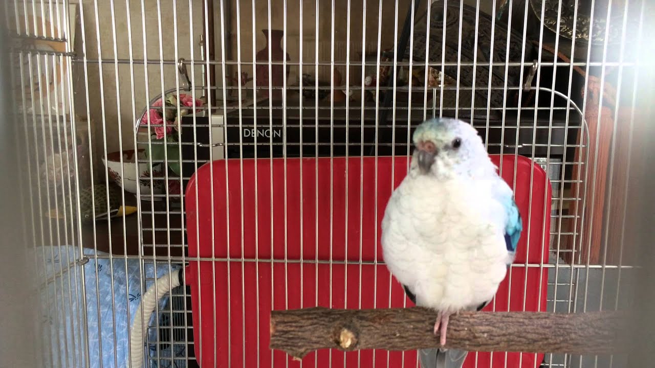 10分耐久 美声インコ