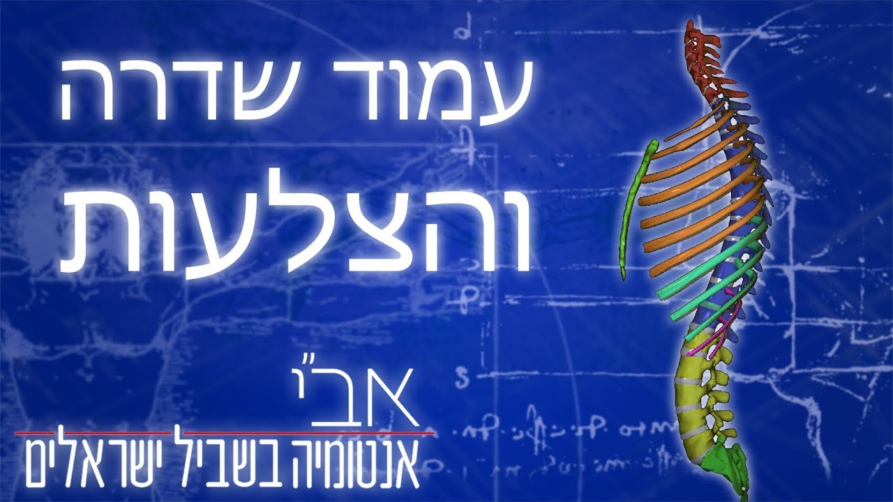 האנטומיה של עמוד השדרה והצלעות