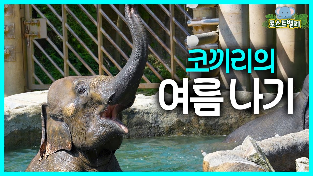 (SUB) Слон жует арбуз, как конфету! Летние каникулы слона🐘│ Затерянная долина Эверленда