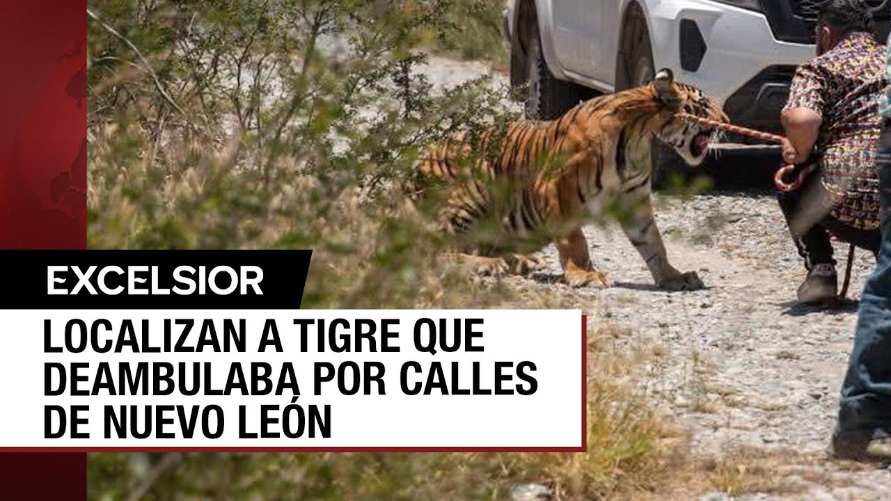 Lindo gatito: Capturan al tigre que fue visto en calles de Salinas Victoria, Nuevo León