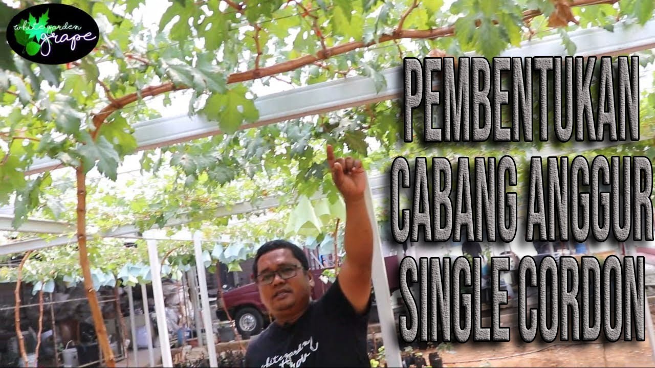 PEMBENTUKAN CABANG ANGGUR SINGLE CORDON VERSI WHITE GARDEN PART # 1