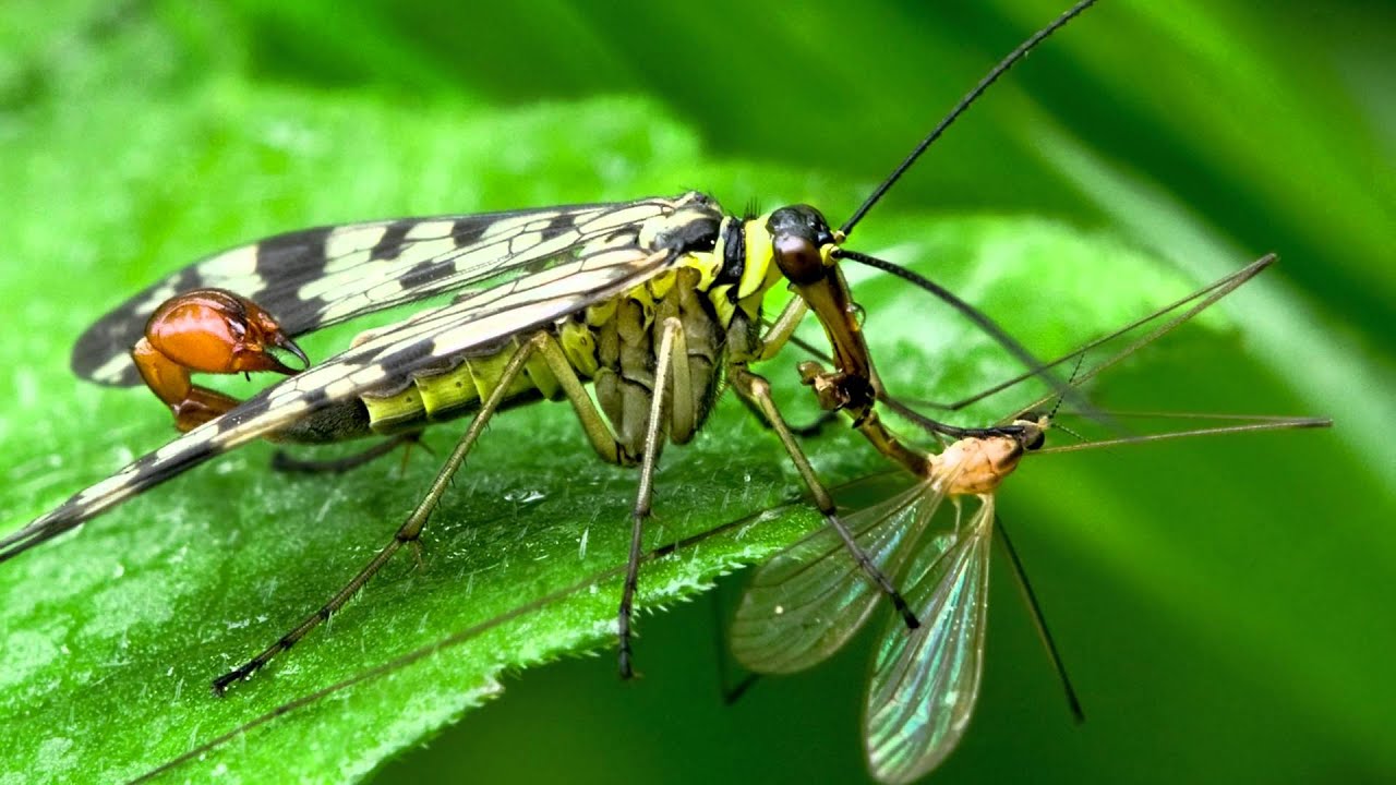 The right moves: spider and insect courtship