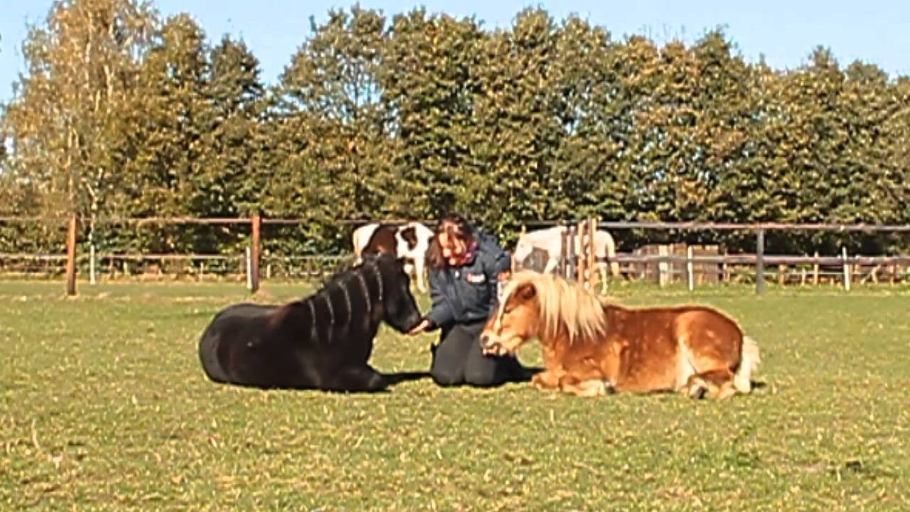 [NALANTA] Macho & Flip; shetlandpower!