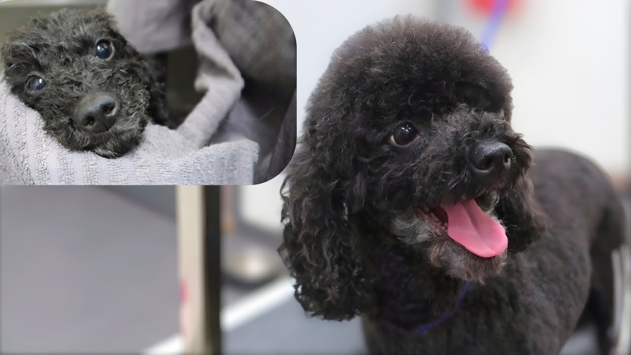 Lily’s Timeless Beauty: A Grooming Story 7 Years in the Making 💛