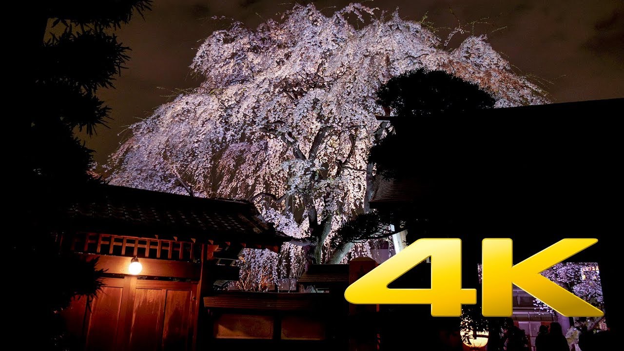 [Сакура] Храм Джоенджи - Токио - 常圓寺 - 4K Ultra HD