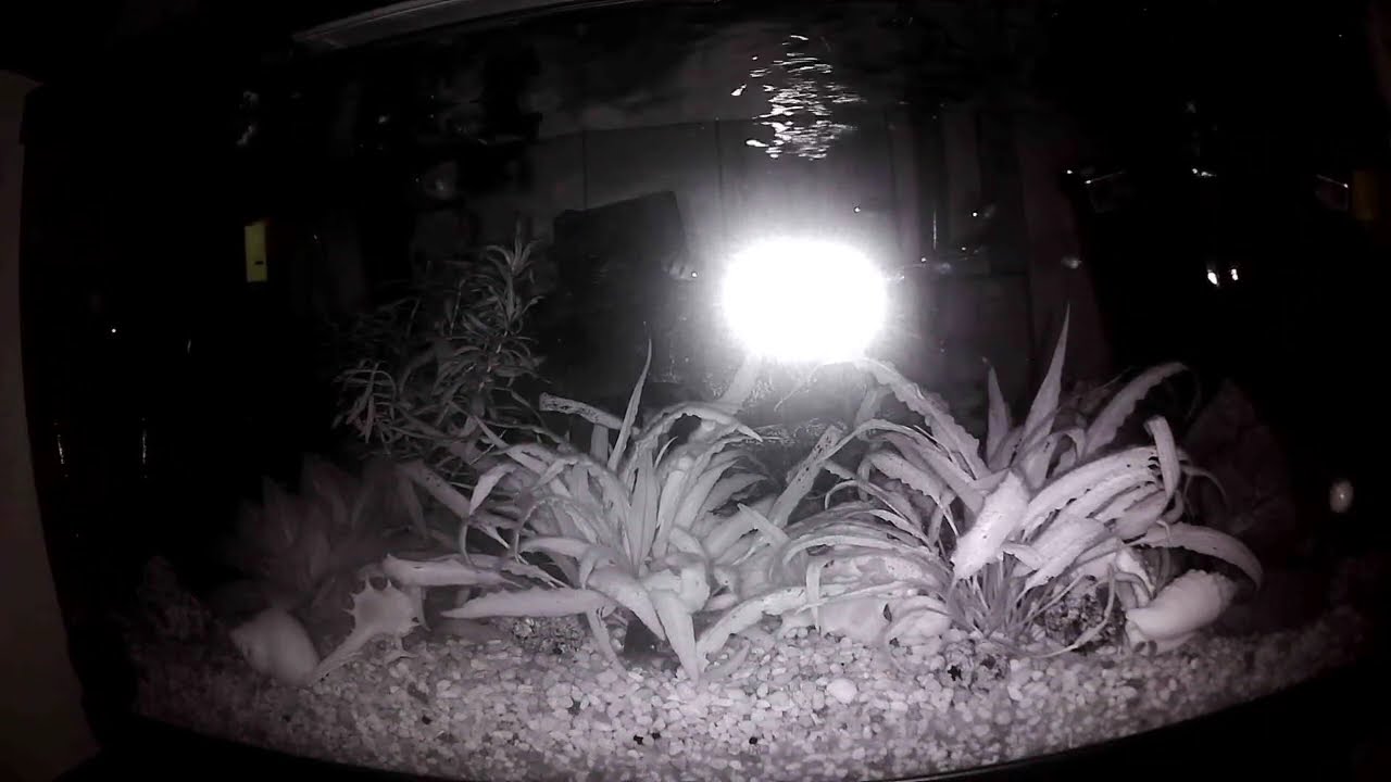 24/7 Fish Tank Stream, Fishies sleep at night so camera is very dark (Part 2/5)