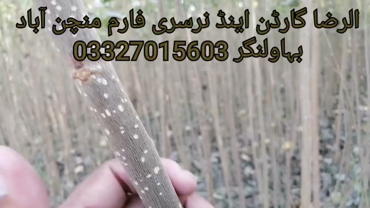 پاپولر فارمنگ اور نرسری کا حصول papolar farming and got good Nursary plants