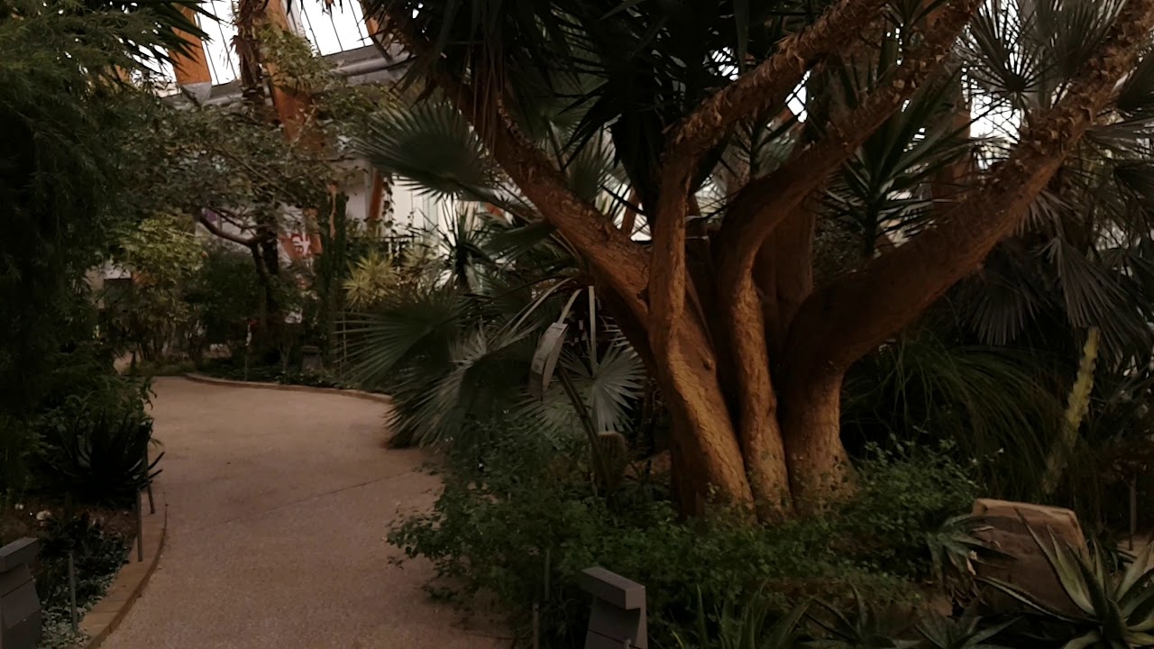 A walk through The Winter Gardens in Sheffield.