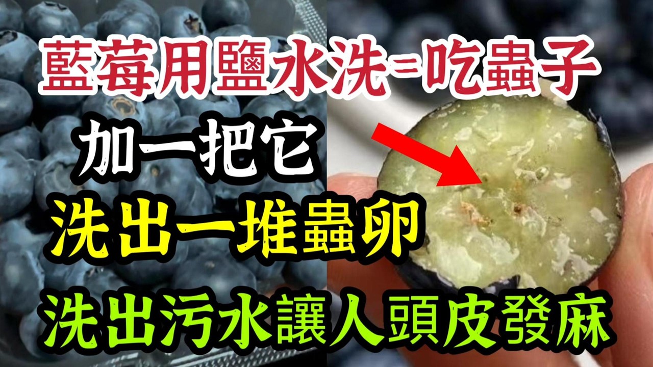 藍莓用鹽水洗等於吃蟲子，加一把它洗出一堆蟲卵，洗完污水讓人頭皮發麻，【可嘉妈妈】