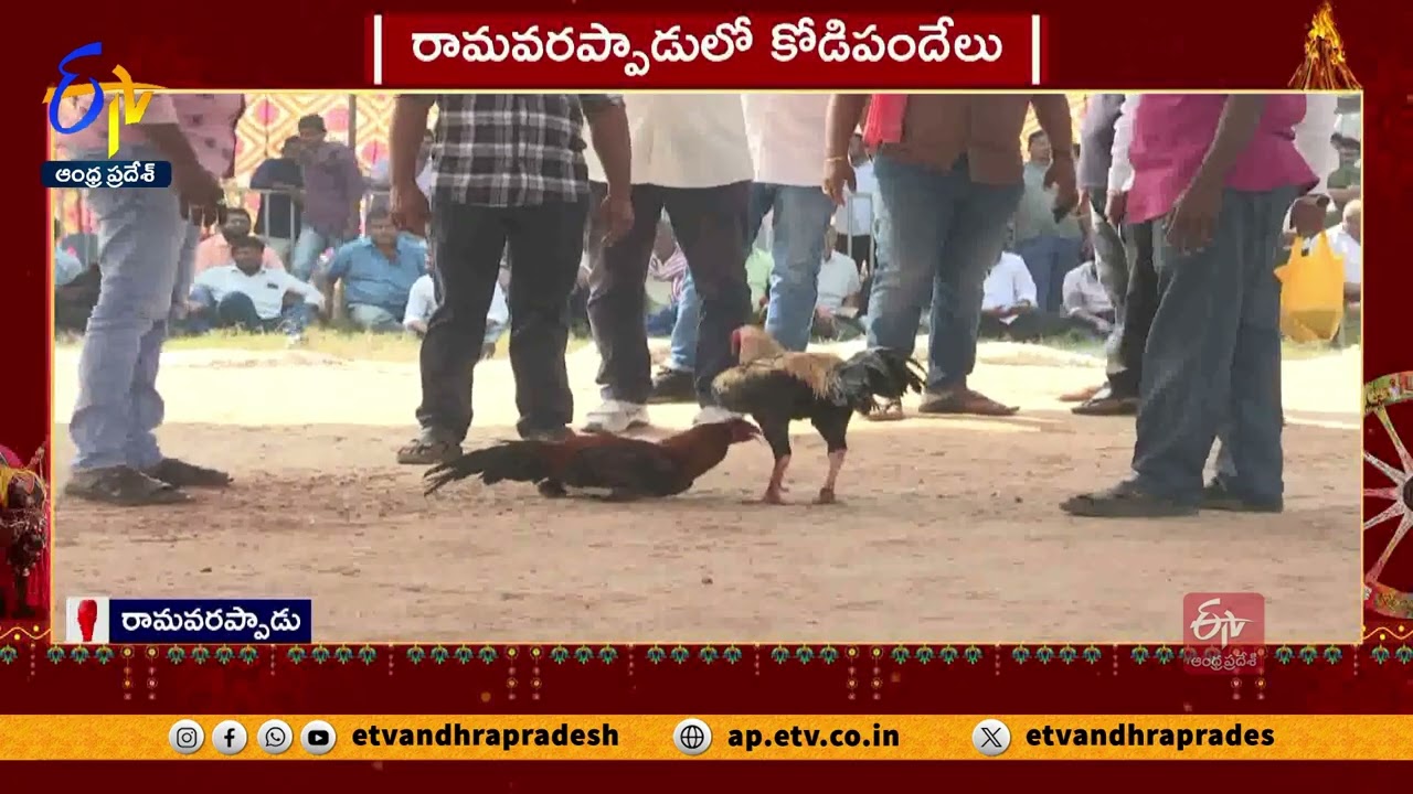 రామవరప్పాడులో కోడిపందేలు షూరు | Kodi Pandalu Begins at Ramavarappadu | Vijayawada | Live Updates