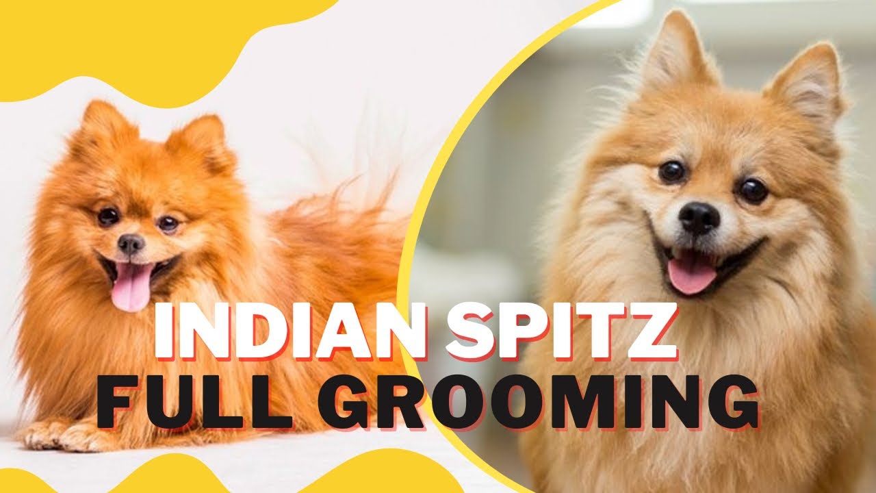 ഇന്ത്യൻ സ്പിറ്റ്സ് Full Grooming | INDIAN SPITZ കെയര്‍ TIPS |