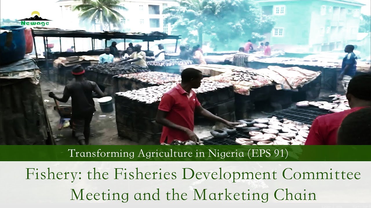 EPS 91 || Fishery: the Fisheries Development Committee Meeting and the Marketing Chain