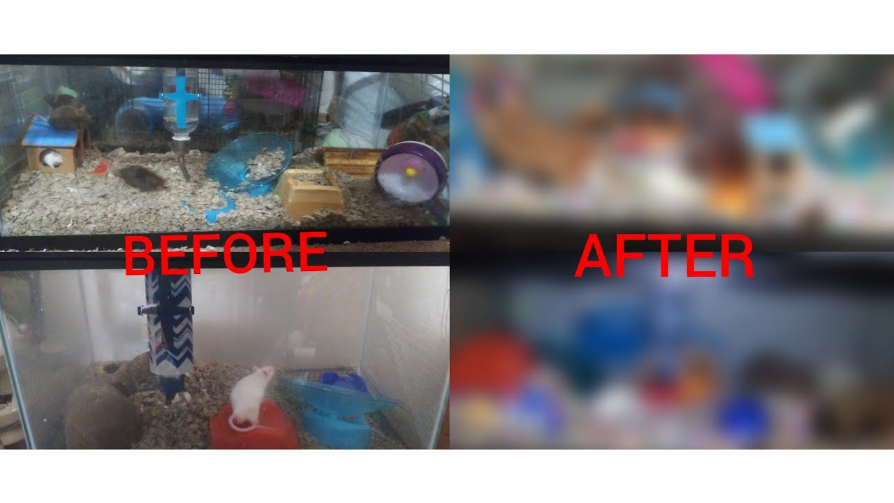Epic mouse cage makeover! Animal enclosure makeover mini series finale!