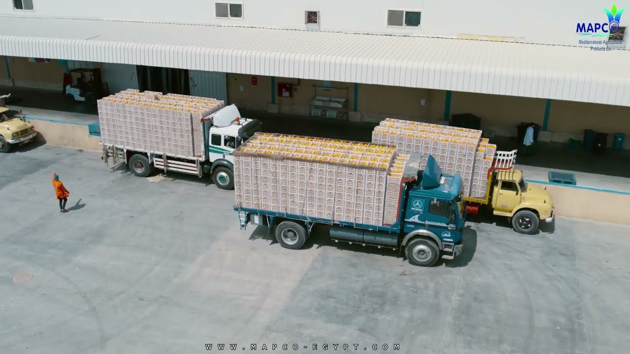 MAPCO Citrus Pack House – Premium Egyptian Citrus Exporter