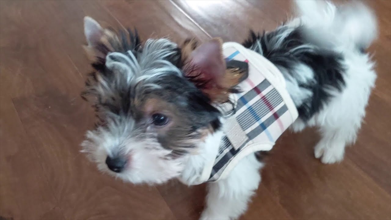 Parti Yorkie Puppy's First Week Home