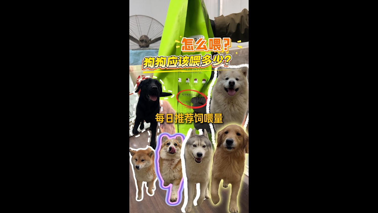 狗到底应该喂多少？这么简单的问题为啥总有人问\How much should dogs eat? Why do people always ask such simple questions