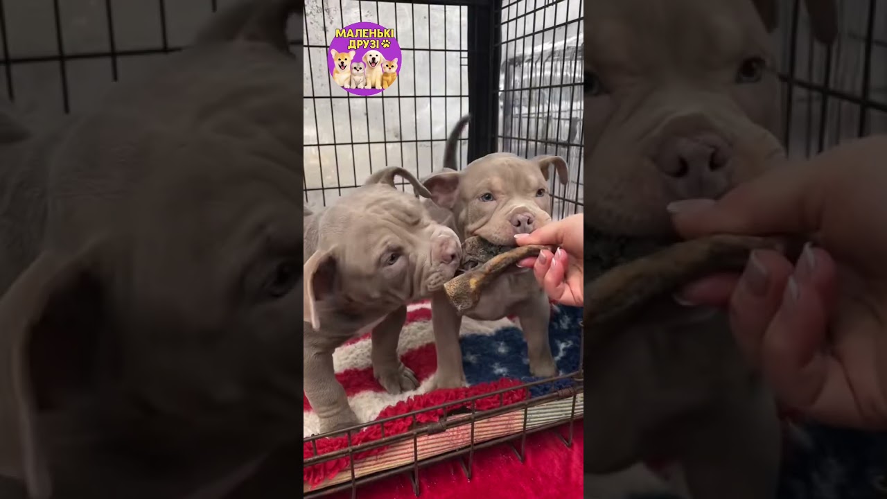 Собачий ринок Одеса Одесса котики цуценя #животные #милота #dog #dogs #счастье #собака #суперсобака