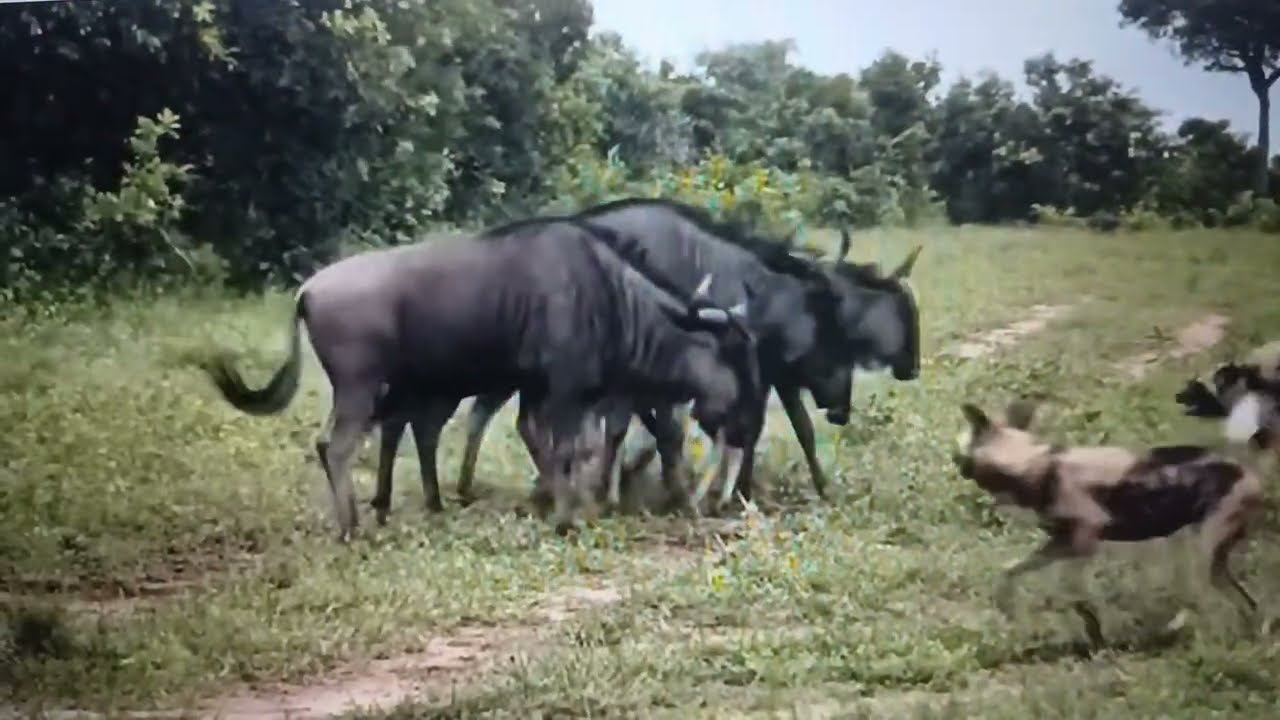 Wildbeests Defensive Ring Locks Out Wilddogs.