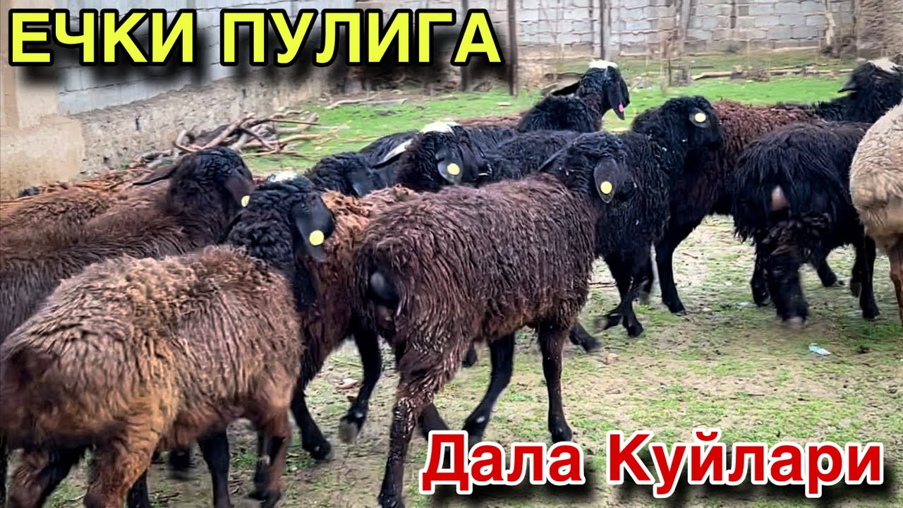 2 Ойлик Кузи Пулига! ☎️ +998 95 445 1656 ☎️+998 91 6429101