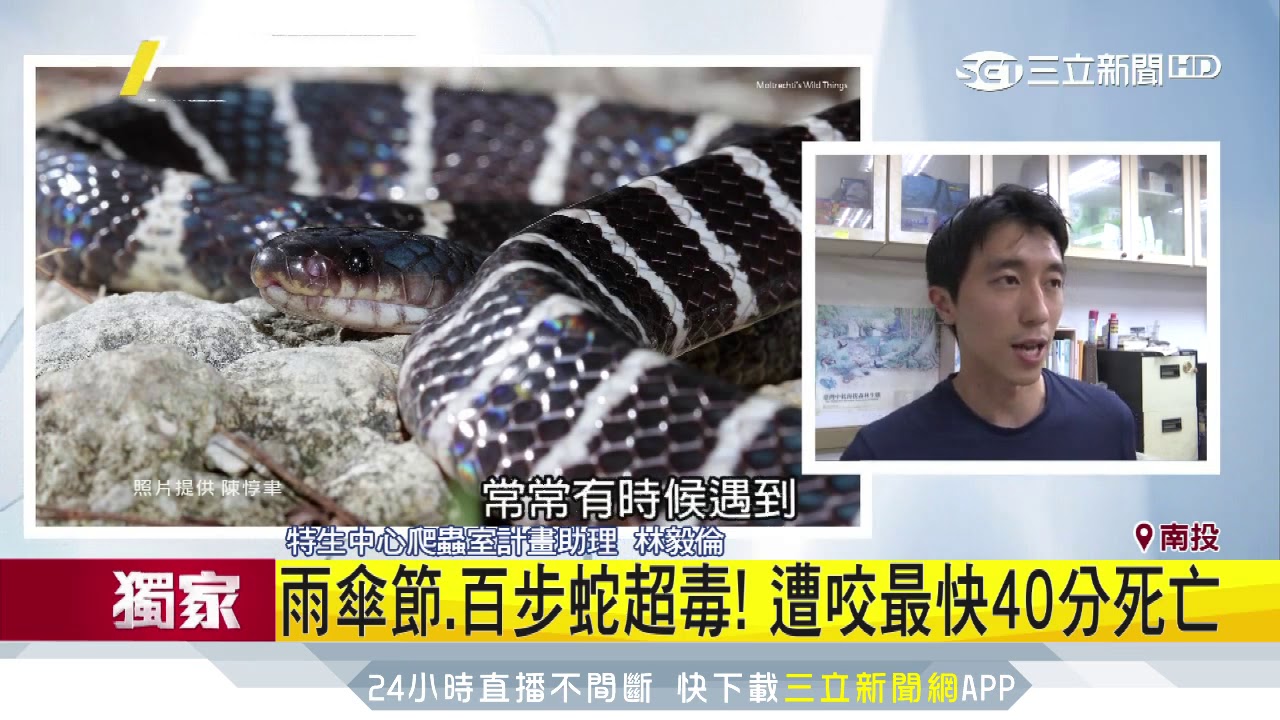 台十大毒蛇出列！看到牠們趕快溜　稀有4毒蛇無血清｜三立新聞台