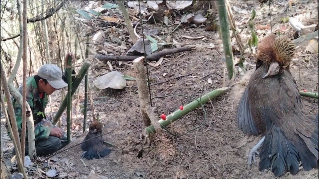 Amazing Lever trap to catch Red Jungle Fowl work 100% get a female Red Jungle Fowl