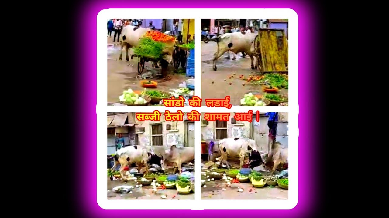 Bull Fight in Market |Man save his life|सांडो की लडाई,सब्जी ठेलो की शामत आई| #bullfight #bullattack