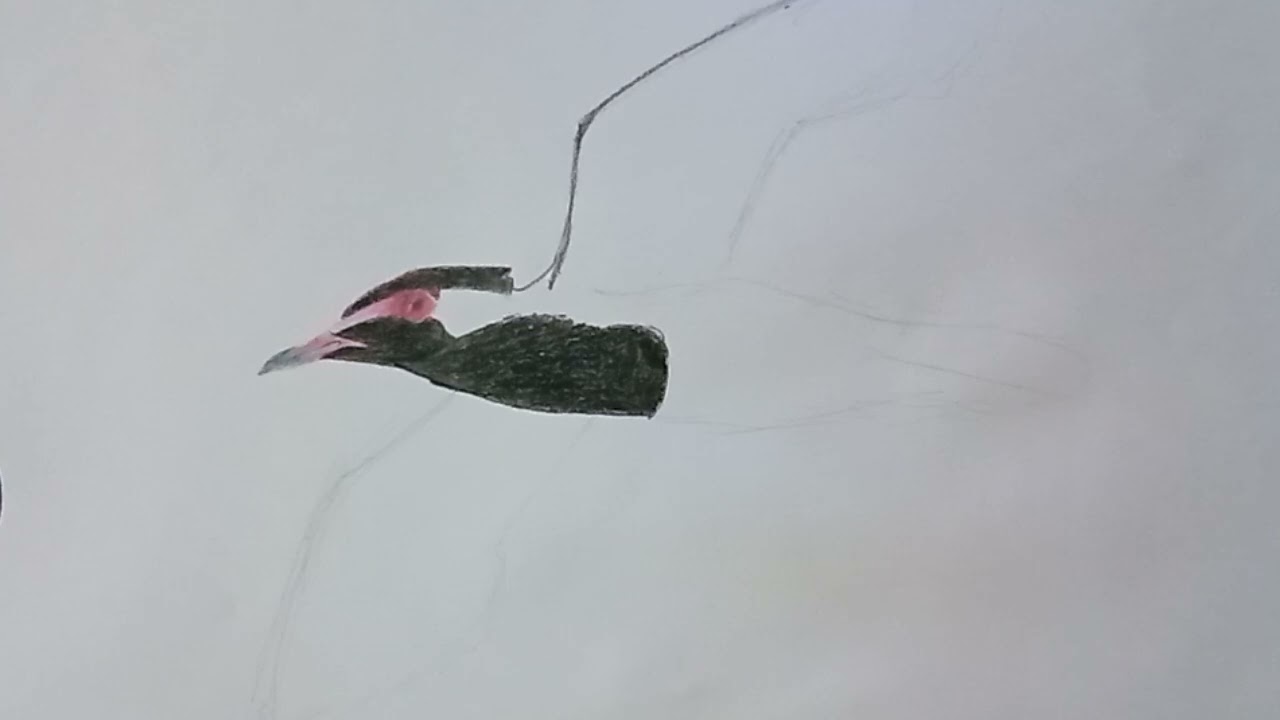 วาดนกกระแตแต้แว้ด     Draw a woodpecker. 