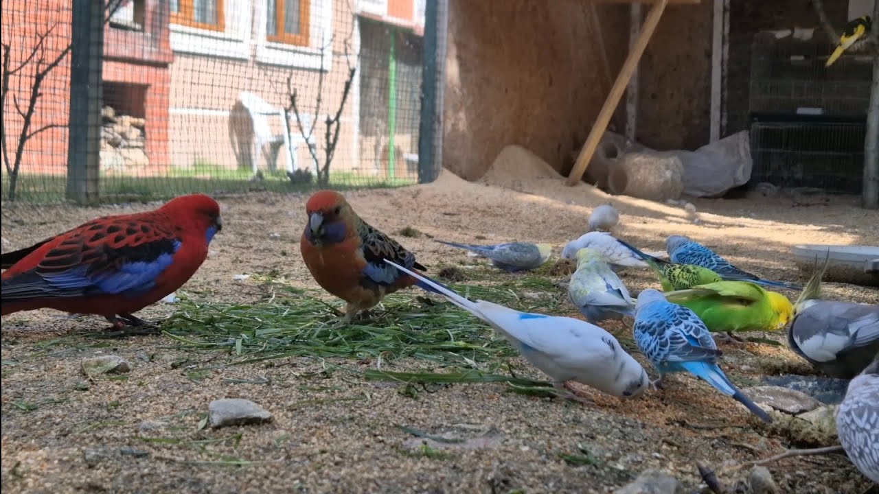 Kuşlarımızın Yeşillik ve Banyo Keyfi...
