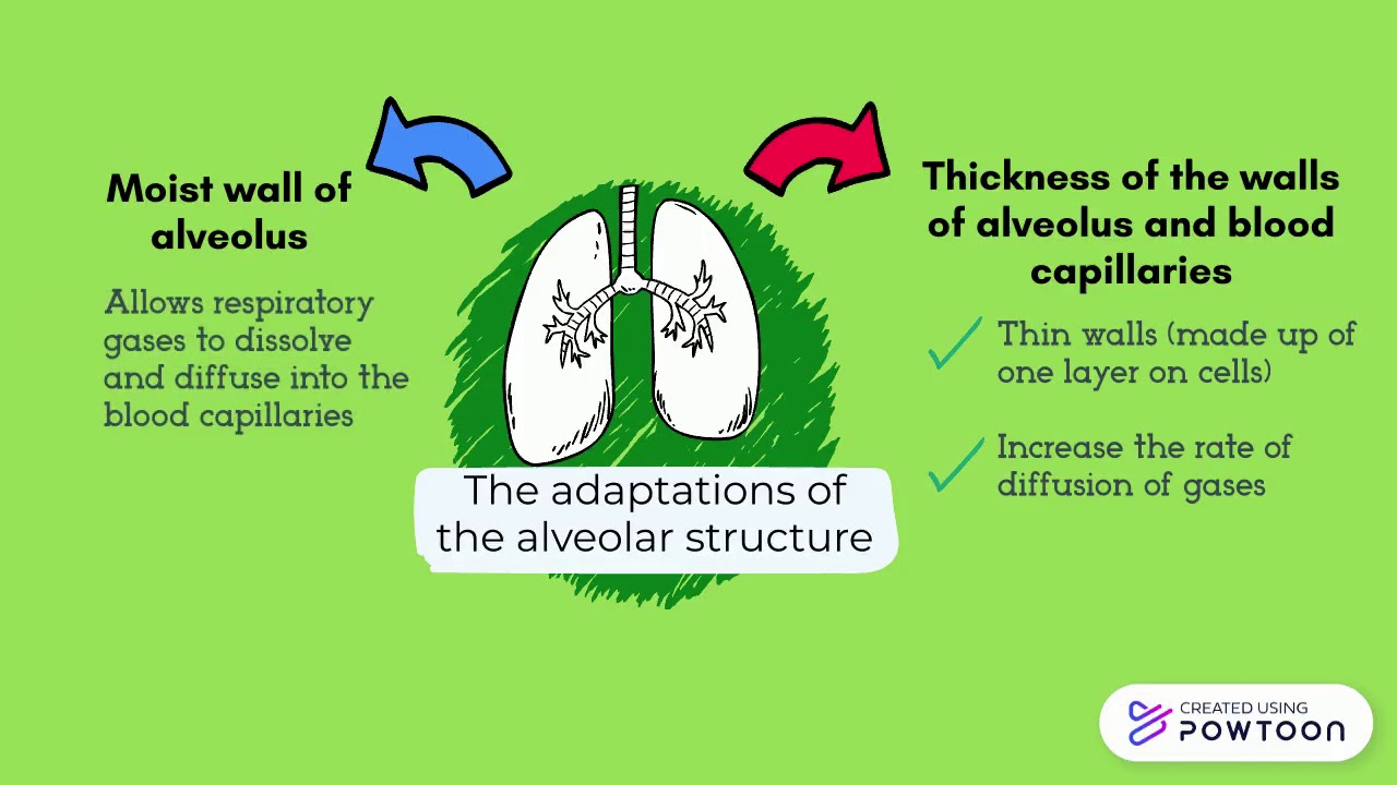 Respiration (Part 2) Form 3