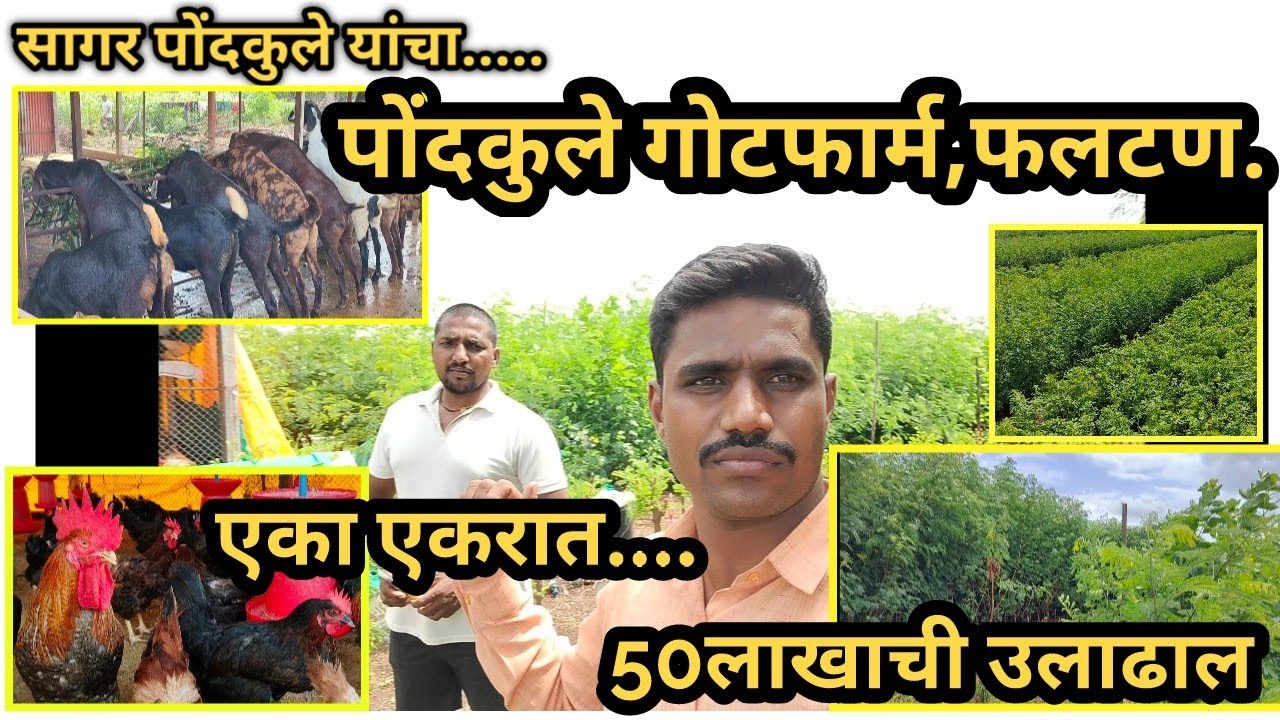 पोंडकुले गोट फार्म,फलटण | ईद स्पेशल बोकड फार्म.