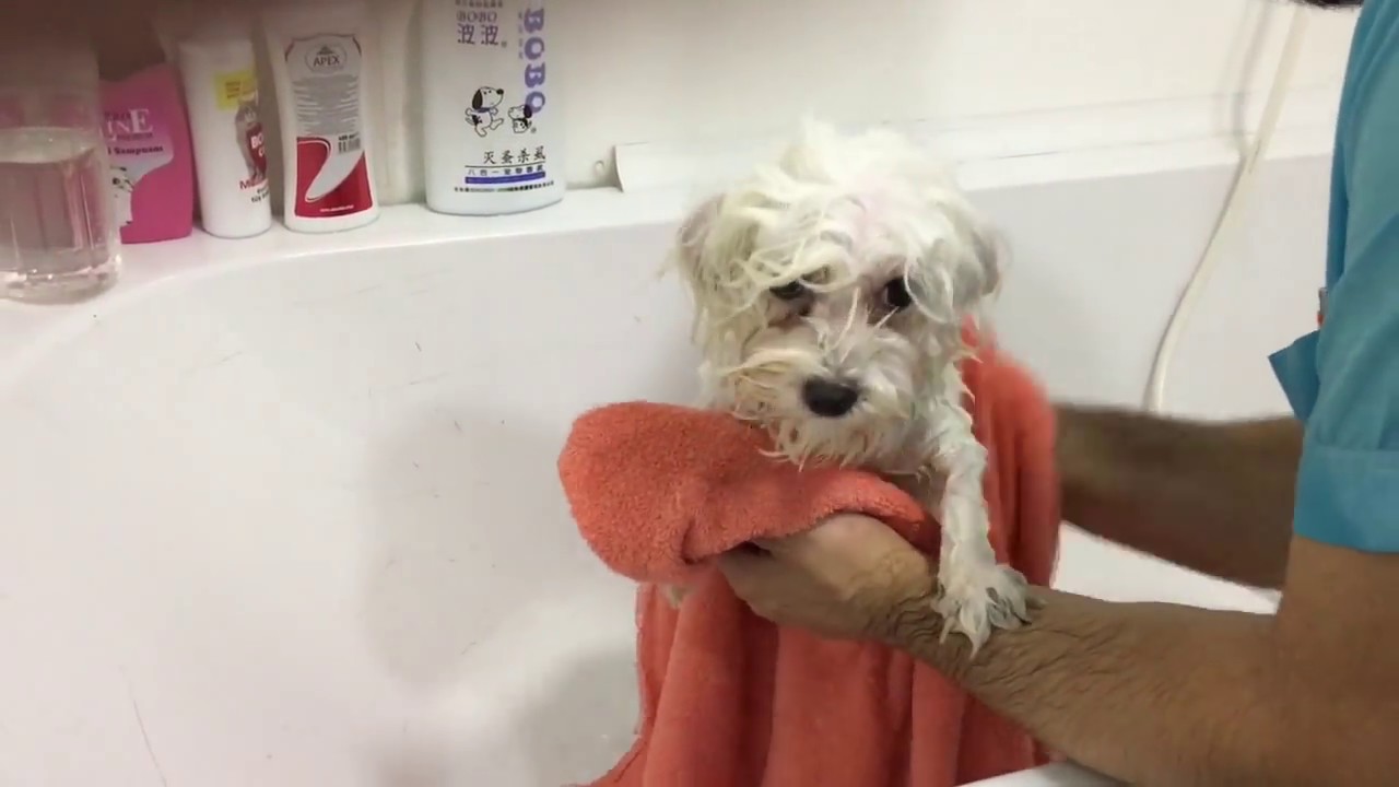 maltese terrier yıkama