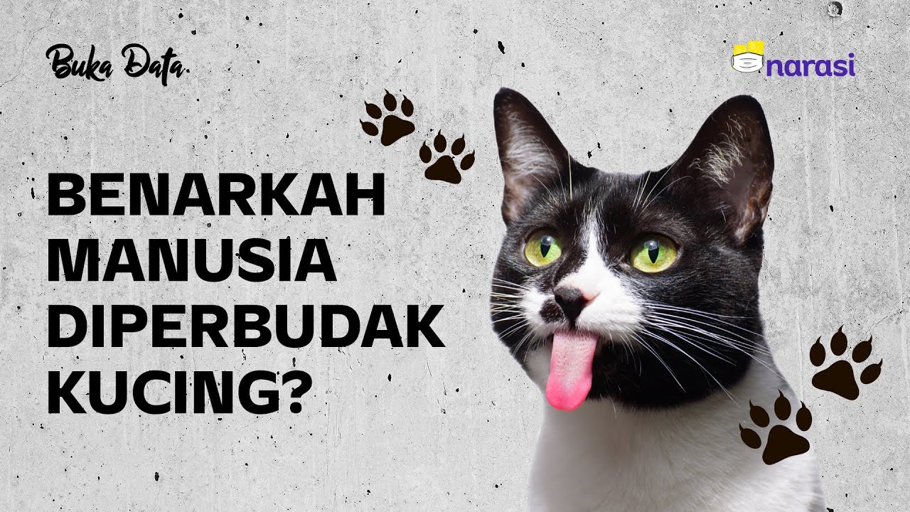Benarkah Manusia Diperbudak Kucing? | Buka Data