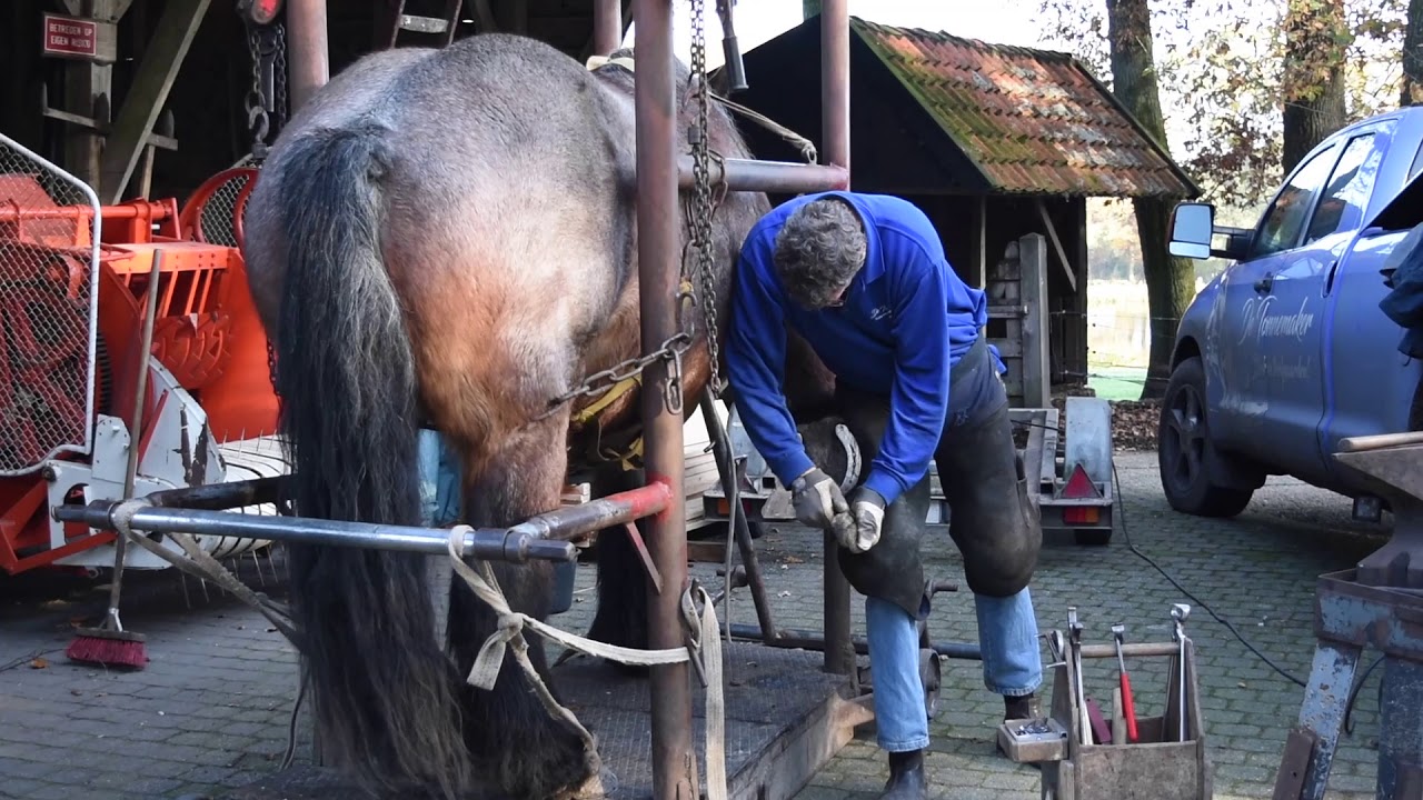 De Paarden krijgen nieuwe Hoefijzers |Hoeve Springendal| The Horses gets new Horseshoes!Fall Vacay!