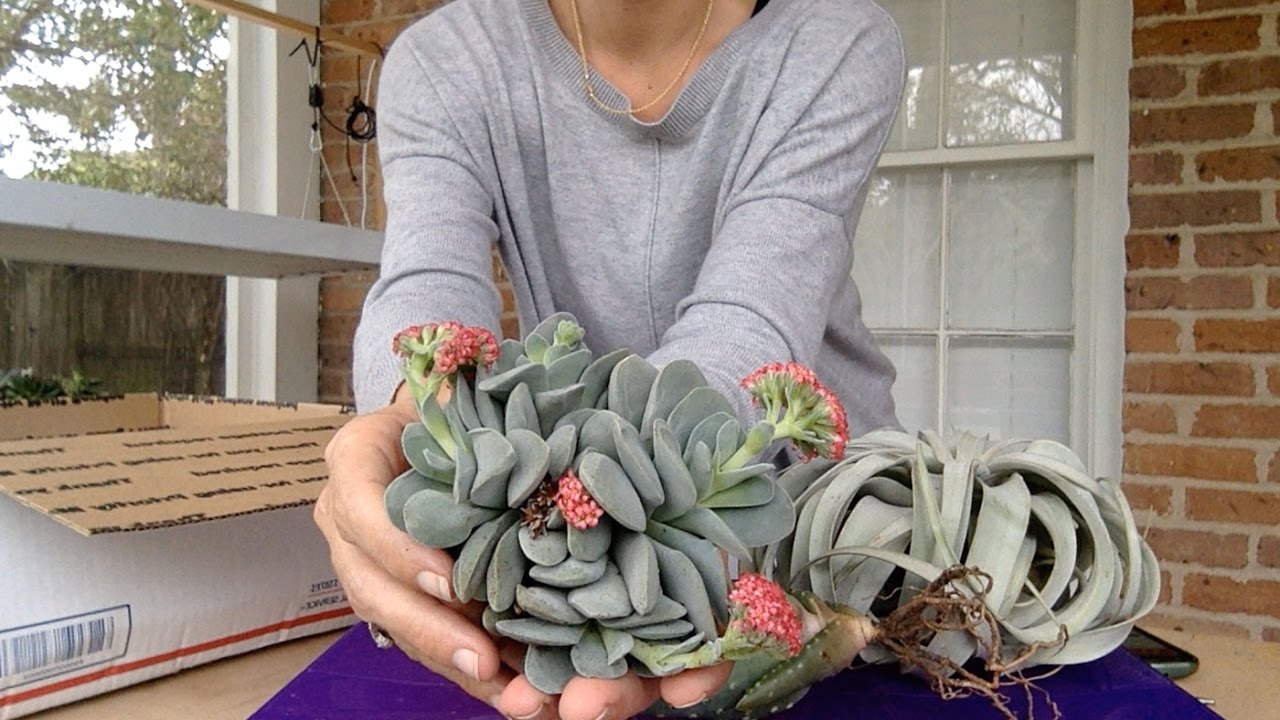 More Plant Mail! Another succulent unboxing video w/ Sucs for You!