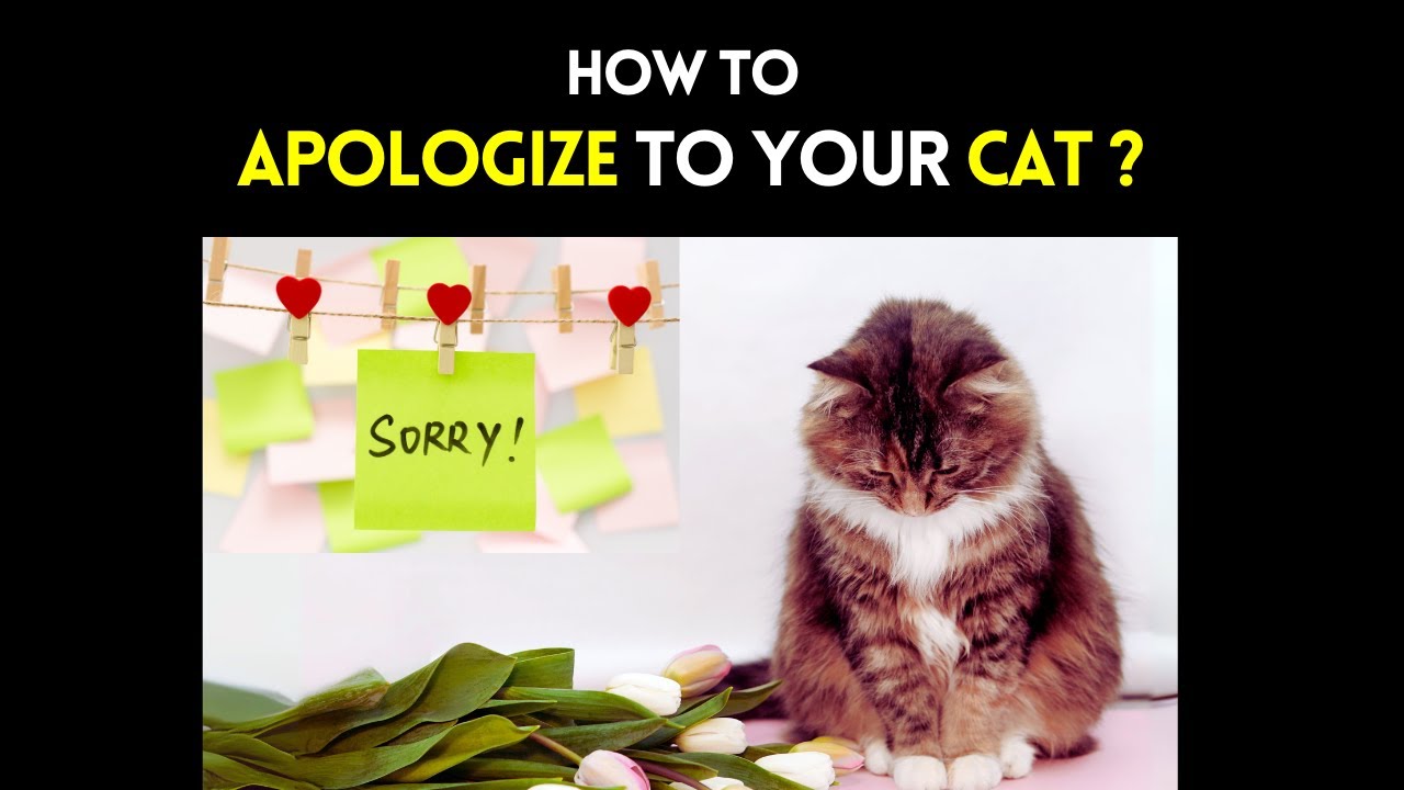 How to Say Sorry to Your Cat ? | Understanding Apology to Your Cat