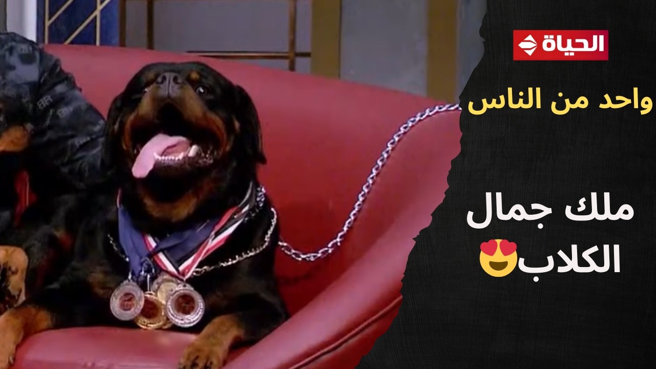 واحد من الناس - النوع ده مفيش منه😍.. باسم هانط سفر كلبته برة عشان يجوزها ويحسن السلالة