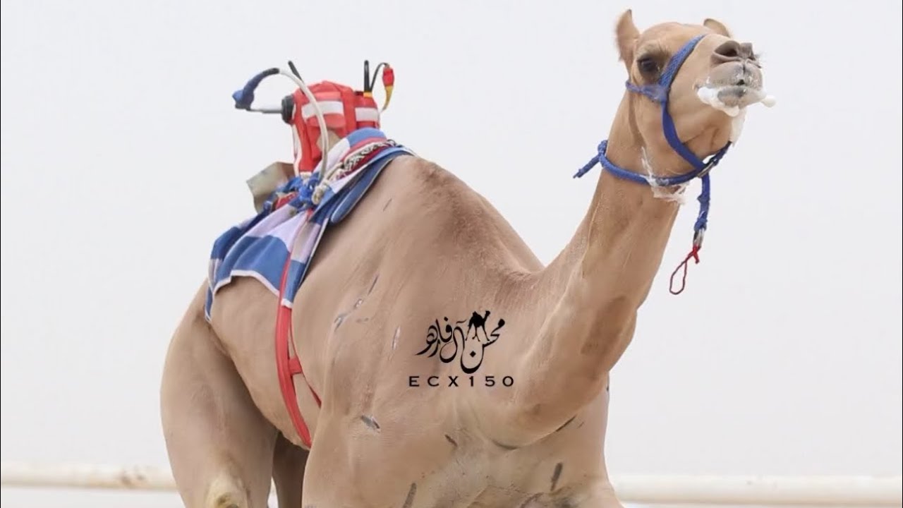 ثاير : فاضل ظفر راشد الهاجري