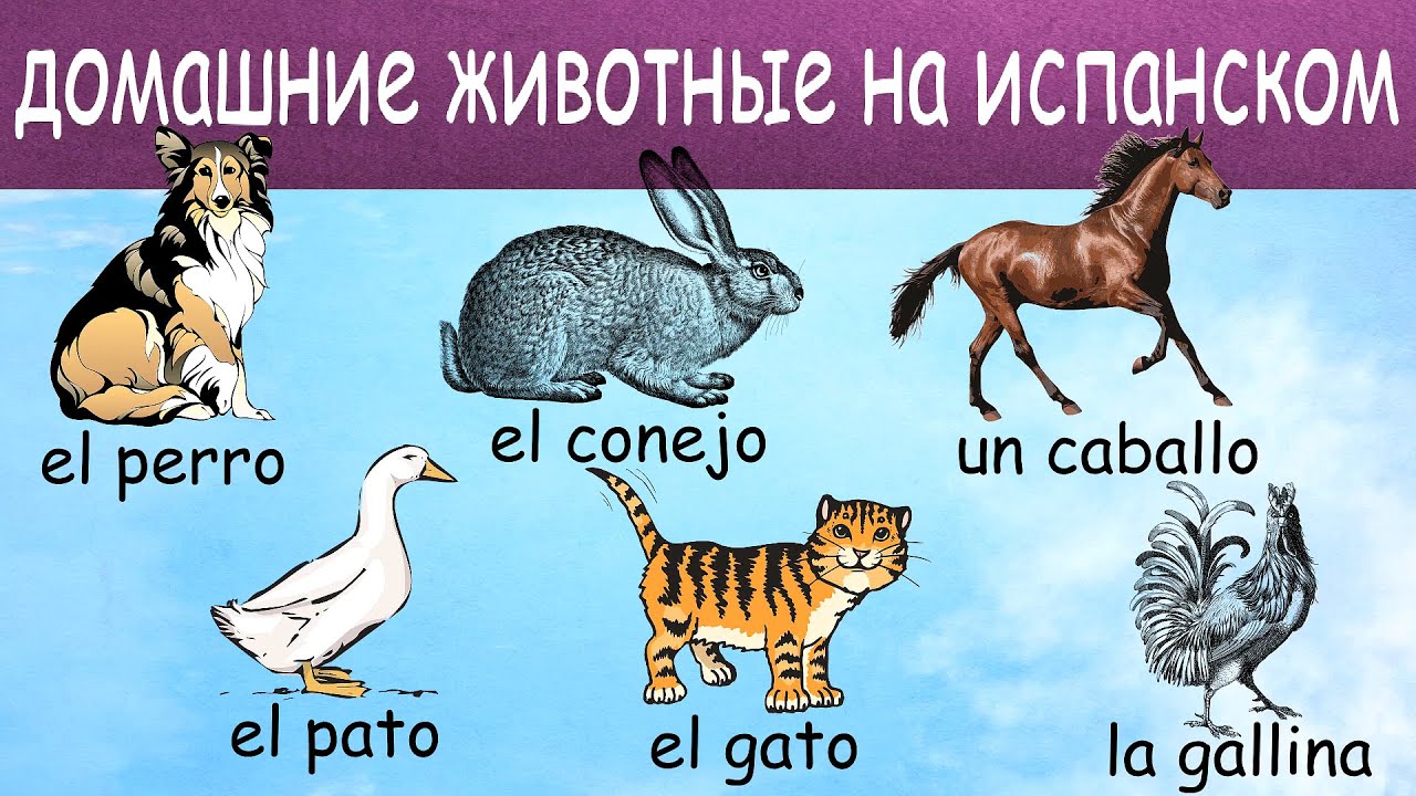 Домашние животные на испанском