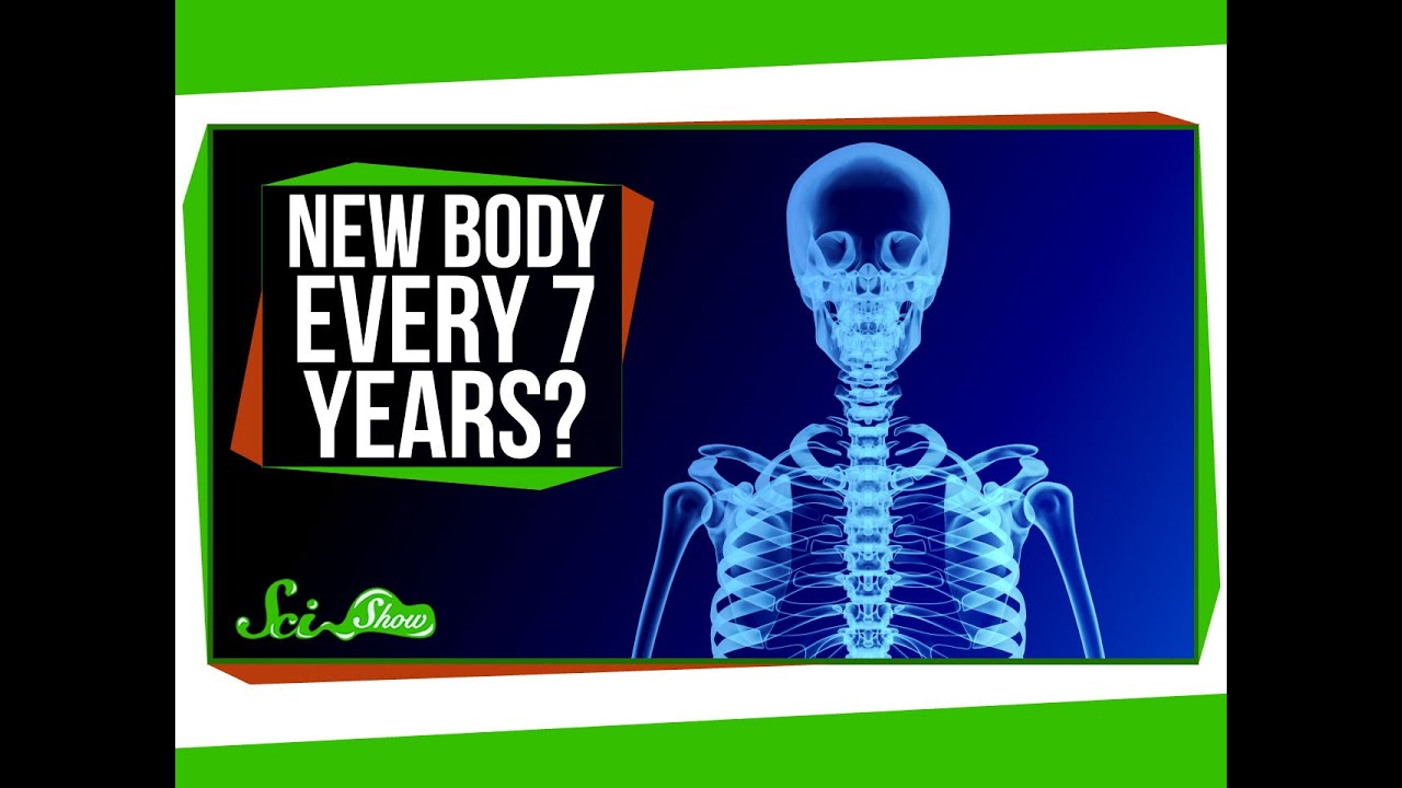 Do You Really Have a New Body Every 7 Years?