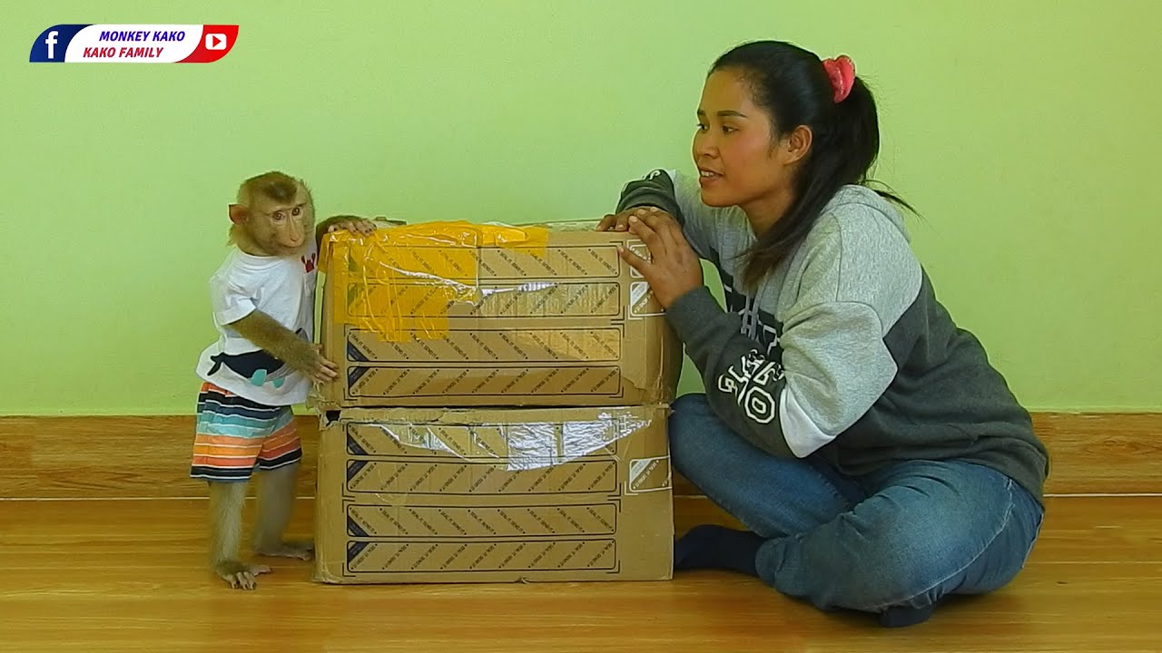 Very Surprised Monkey Kako Unboxing Two Big Gift Boxes From MIA THARRINGTON at USA