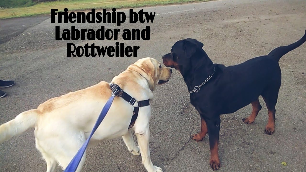 Labrador vs Rottweiler 😂