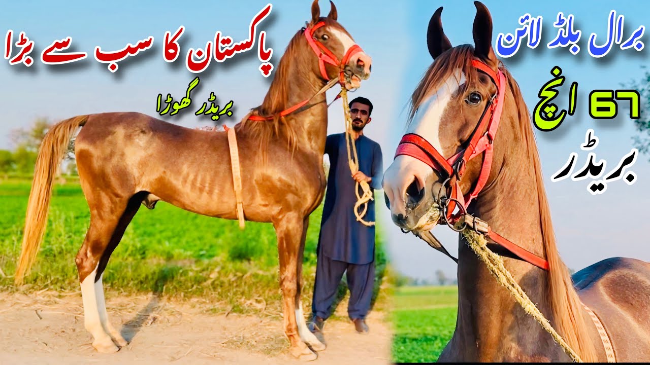 67 inch Breeder Desi Ghoa | Baral line